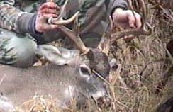 Hill Country Hunt Hunting Lease www.hillcountryhunt.com